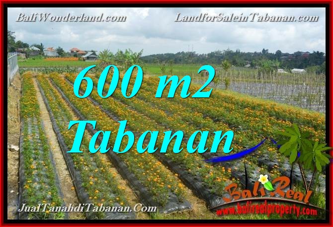 TANAH MURAH DIJUAL di TABANAN BALI 600 m2 di Tabanan Bedugul