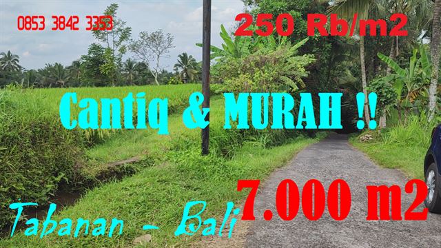 JUAL TANAH DI TABANAN 70 Are View sawah, Gunung dan sungai