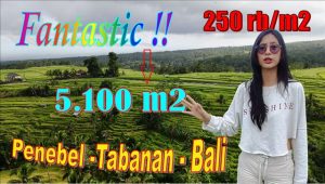 JUAL TANAH DI TABANAN BALI 5,100 m2 di Penebel Tabanan