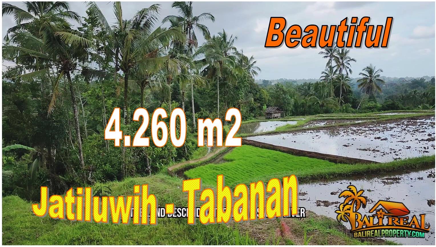 TANAH di TABANAN JUAL MURAH 42.6 Are View Sawah, Hutan dan Gunung
