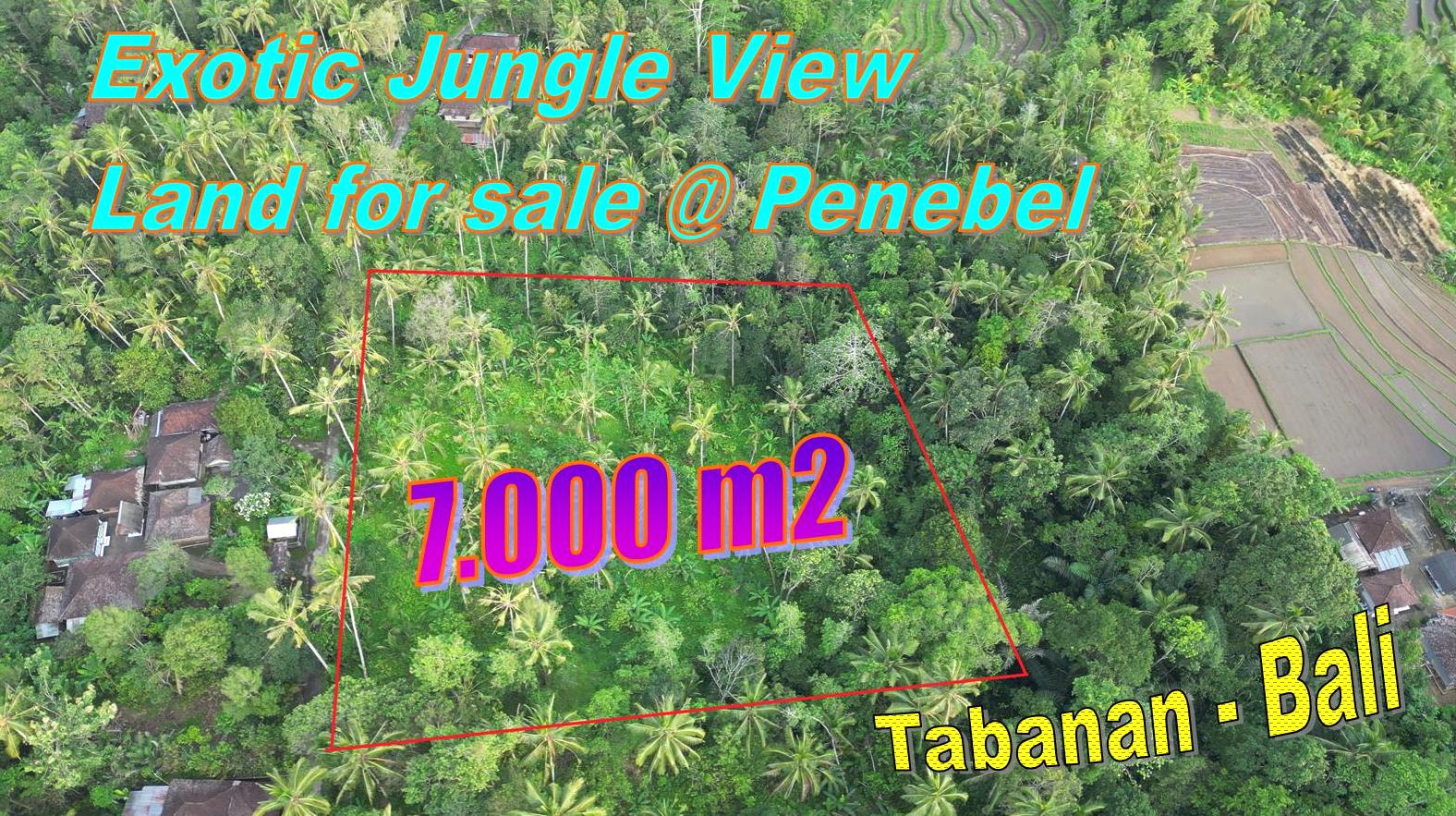 TANAH MURAH JUAL di TABANAN BALI 70 Are View Kebun dan Sungai