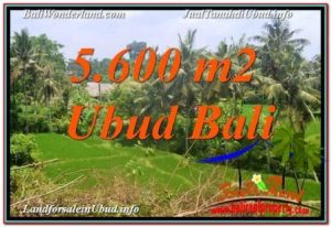 TANAH MURAH DI BALI, tanah dijual di Bali, JUAL TANAH DI UBUD, TANAH MURAH DI UBUD Bali, TANAH DIJUAL DI UBUD, INVESTASI PROPERTI DI BALI
