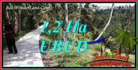 Tanah Murah di Ubud Bali Dijual 120 Are di Ubud Tegalalang