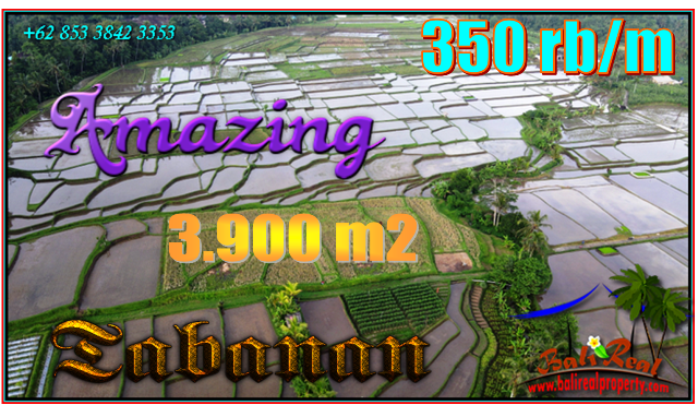 JUAL TANAH MURAH di TABANAN 39 Are View sawah dan Gunung