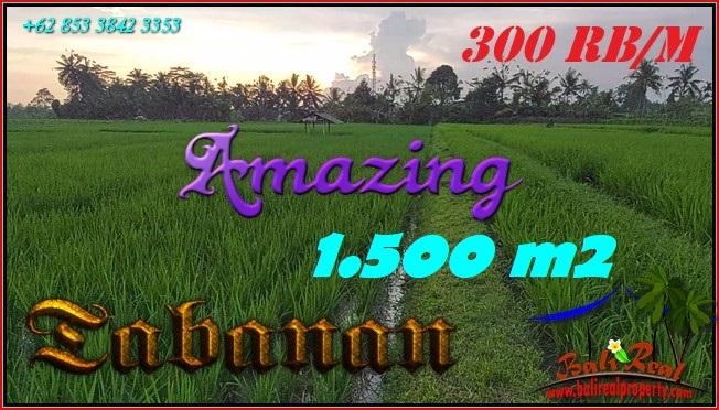 TANAH di TABANAN JUAL MURAH 15 Are View sawah dan Gunung